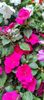 Impatiens