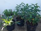 Ghivece plante perene Phlox  Monarda Campanula