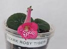 Ozark Rosy Tiger (24-05-2024)