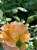 WhatsApp Image 2024-05-25 at 11.37.47_bee37074