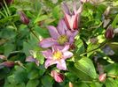 Clematis "Exciting"