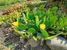 Opuntia hybr.