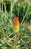 Kniphofia uvaria(crin făclie)