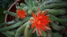 Chamaecereus silvestrii