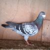 Mascul 09-659