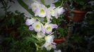 Dendrobium nobile