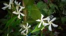 Trachelospermum jasminoides