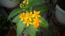 Asclepias curassavica