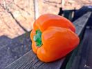 Collored Pepper