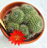 Rebutia senilis