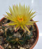 Coryphantha bumamma 2