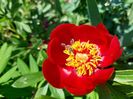 Paeonia peregrina