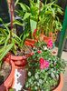 Rosa "Stadt Rom"