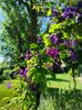 Clematis hybr.