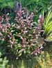 penstemon "dark towers"