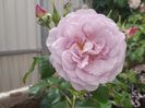 Lady parfume