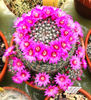 Mammillaria zeilmanniana