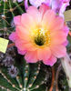 Echinopsis hb Sofia