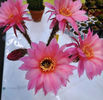 Echinopsis hb Spring Blush