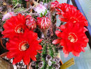 Echinopsis firelight