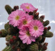 Chamaecereus hb Lincoln Pink Diamond