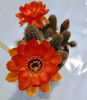 Chamaecereus hb Escarlata o-Hara