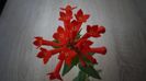 Bouvardia integrifolia