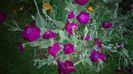 Lychnis  coronaria