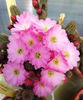 Chamaecereus hb Lincoln Pink Diamond
