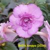 Img.2024.06.04