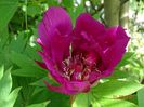Purple Sensation
