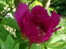 Purple Sensation