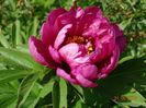 Pink Ardour