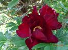 Scarlet Heaven