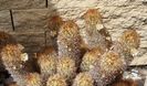 Mammillaria elongata