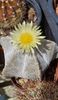 2024 Astrophytum myriostigma