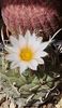 2024 Turbinicarpus- harnicut!