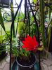 Epiphyllum hybr.