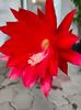Epiphyllum hybr.