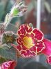 Multiflora