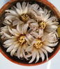 Gymnocalycium erinaceum