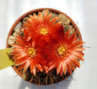 Parodia sucrensis