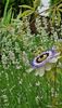 Passiflora caerulea pe gond de lavanda roz