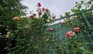 Vanille Fraise...s-ar catara tot mai sus