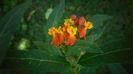 Asclepias curassavica