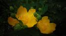 Hypericum calycinum,stralucitor!