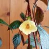 Yellow Beauty