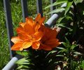 Spring time in Ottawa 6