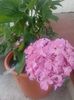 2024-horensie bodensee(sweet garden