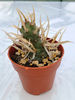 Tephrocactus articulatus papyracanthus - 15 lei